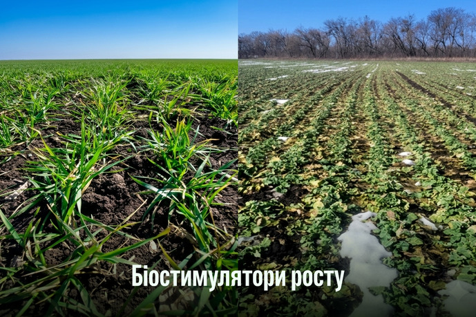 Біостимулятори росту, фото